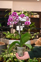 Phalaenopsis Orchid