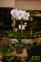 Phalaenopsis Orchid