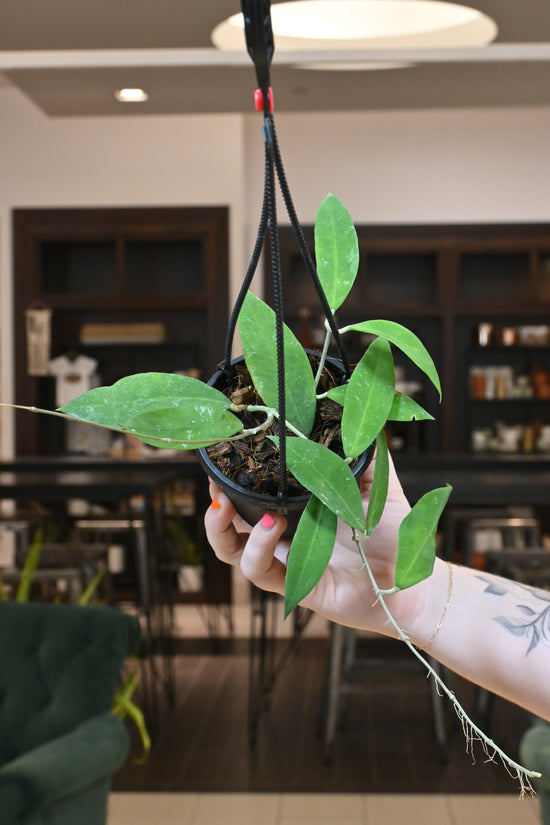 Hoya sp. UT-168 (H. Ruthiae)