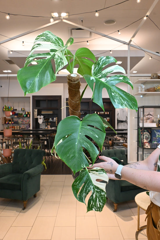 Monstera Albo