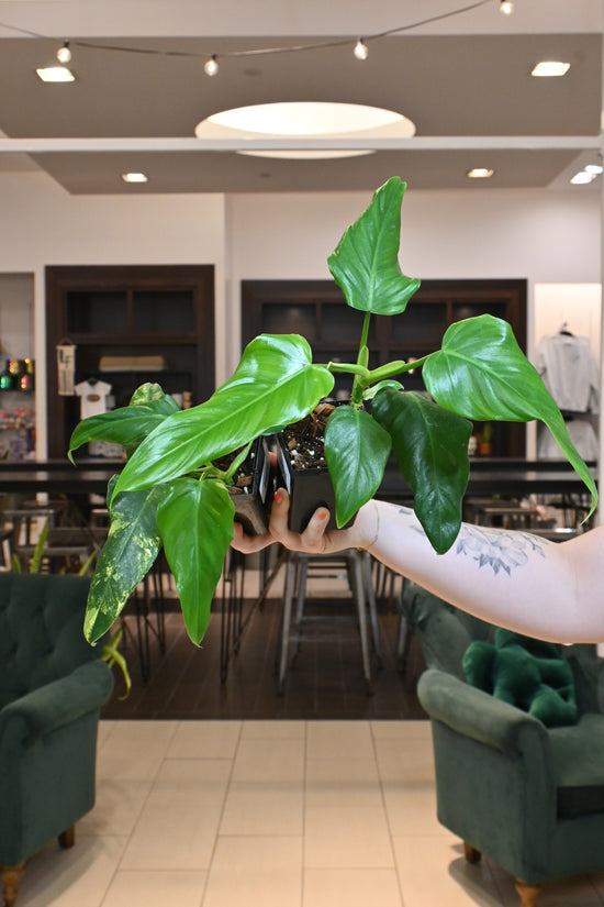 Philodendron Domesticum (reverted)