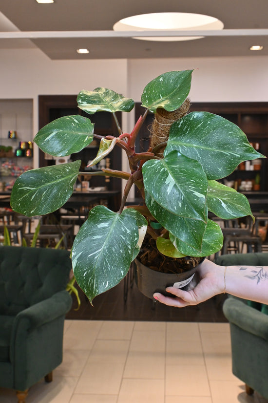 Philodendron &