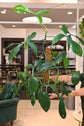 Philodendron 69686