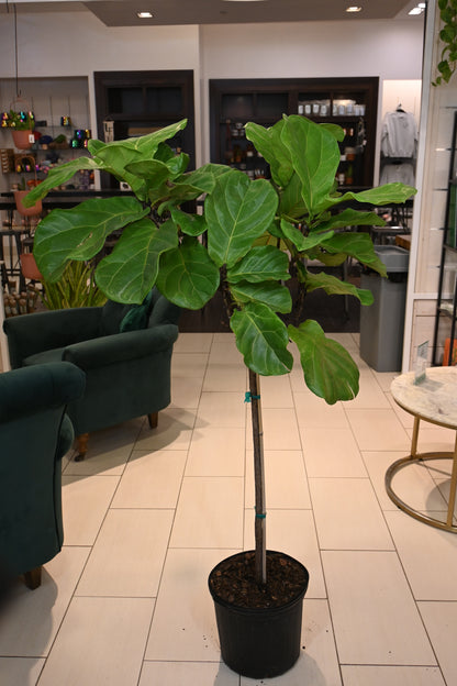 Ficus Lyrata Tree