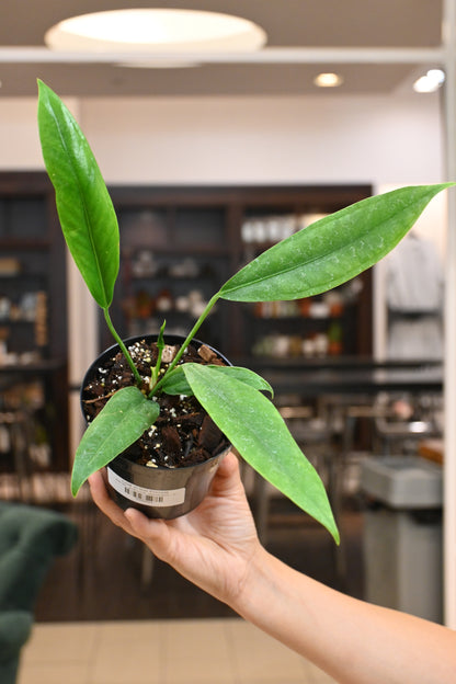 Anthurium Vittariifolium