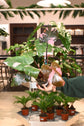 Pink Princess Philodendron Marble King