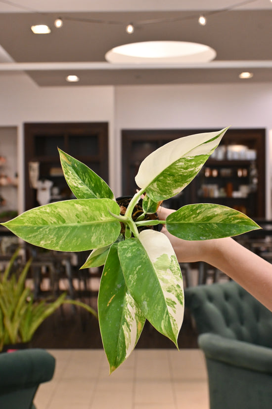 Philodendron Imperial Variegated