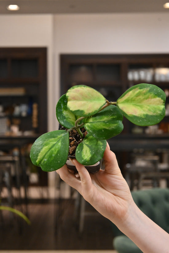 Hoya Obovata Inner Variegated