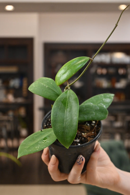 Hoya Bhutanica