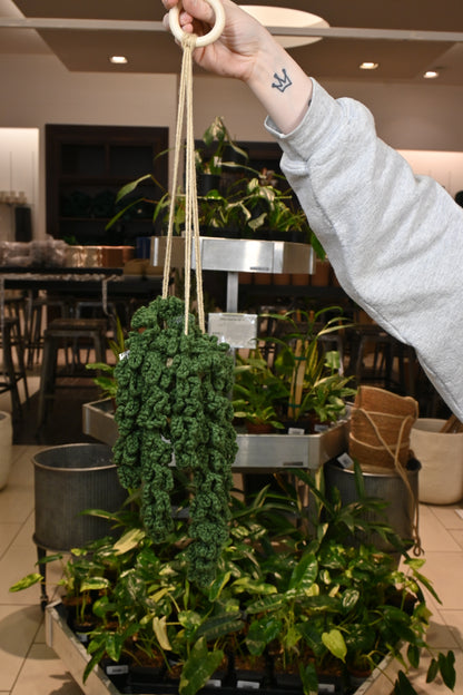 Hanging Crochet Plant