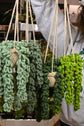 Hanging Crochet Plant