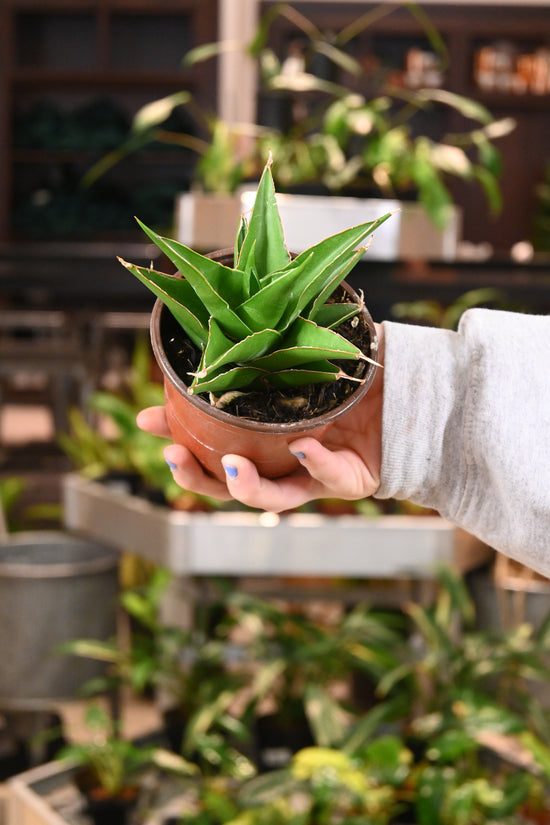 Sansevieria Green Tower