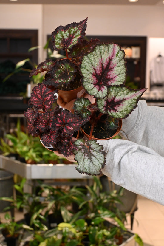 Rex Begonia Hybrids - Assorted