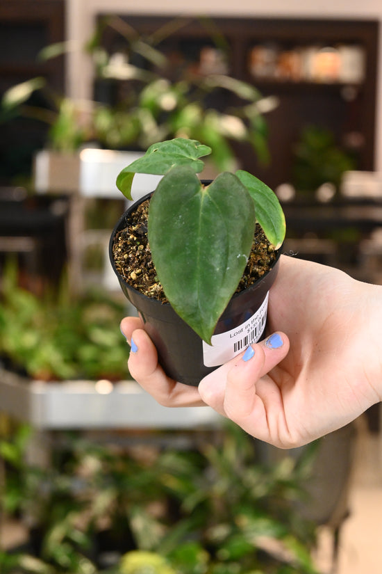 Anthurium Antolakii (BVEP) Mushroom X Papillilaminum Wormtail