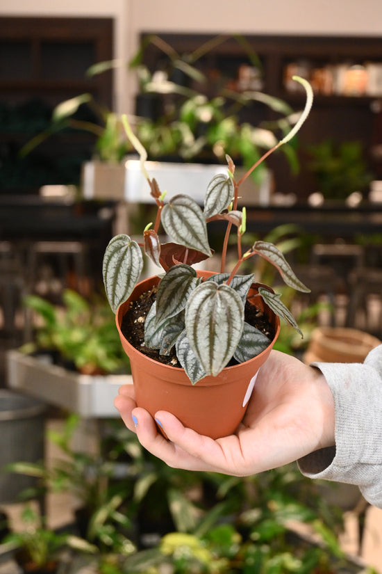 Peperomia Turboensis