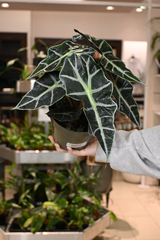 Alocasia Polly