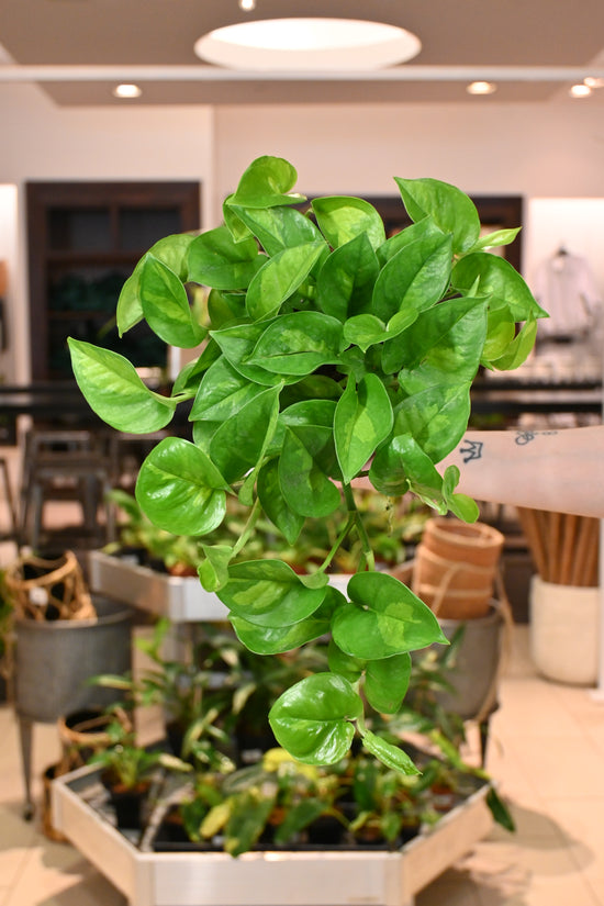 Epipremnum Global Green