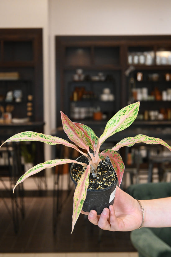 Aglaonema Red Baikaw