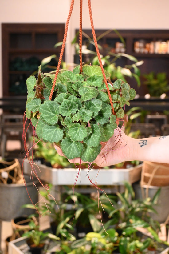 Strawberry Begonia