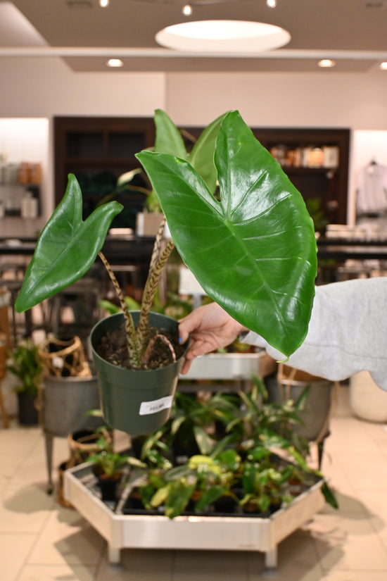 Alocasia Zebrina