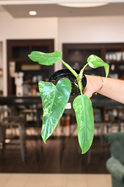 Philodendron Variegated Domesticum