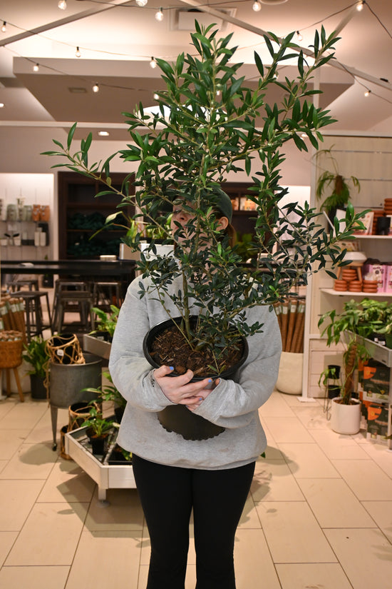 Olive Topiary Tree