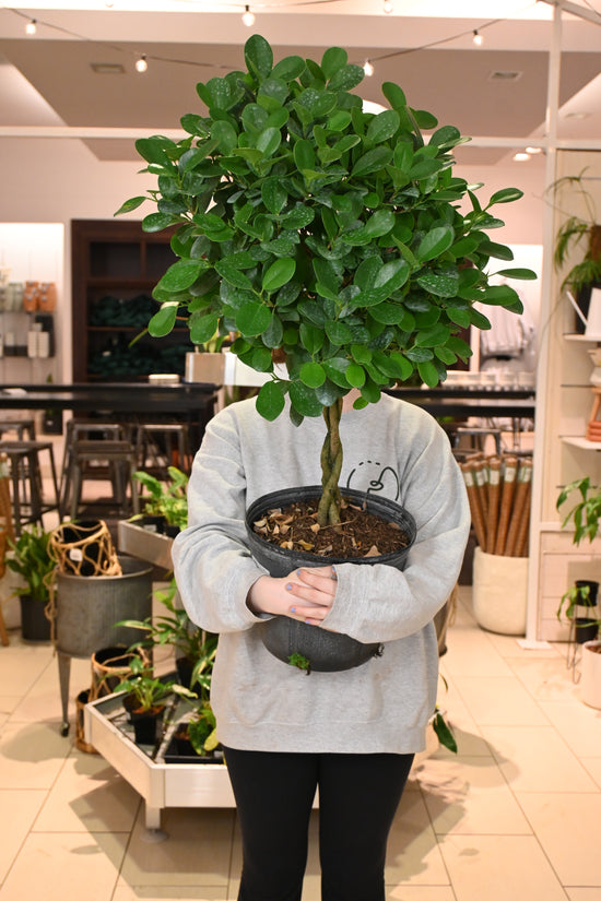 Ficus Daniella