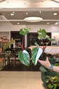 Philodendron Red Anderson