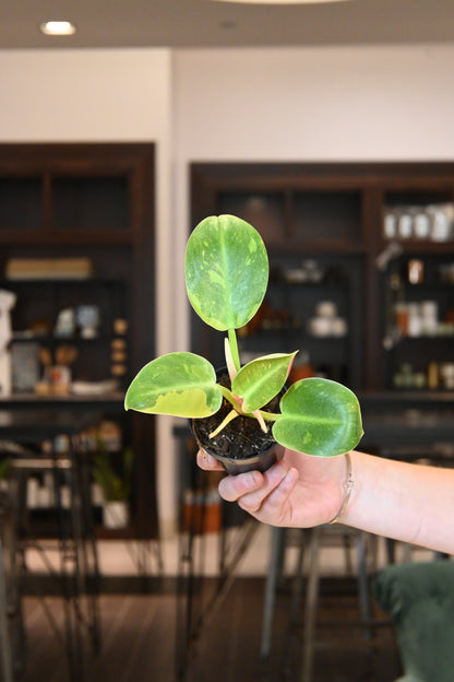 Philodendron Green Congo Hybrid