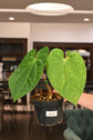 Anthurium Red Crystallinum X Luxurians