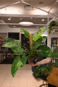 Philodendron Giganteum Blizzard