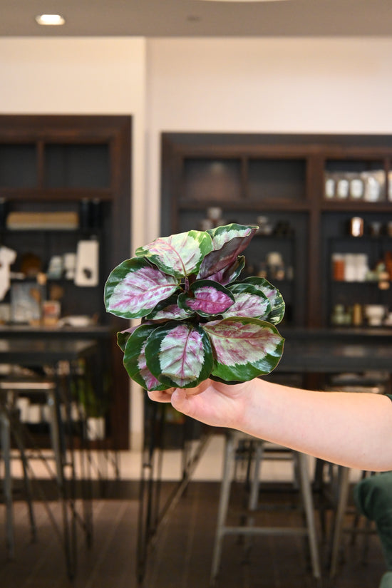 Calathea Rosy