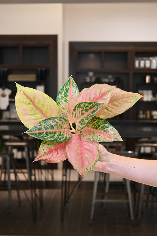 Aglaonema Prakaiphat