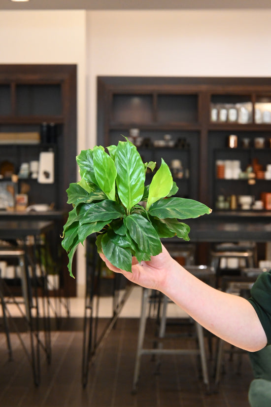 Calathea Maui Queen