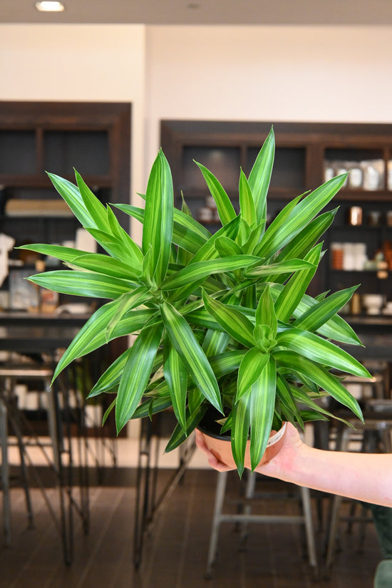 Dracaena Reflexa