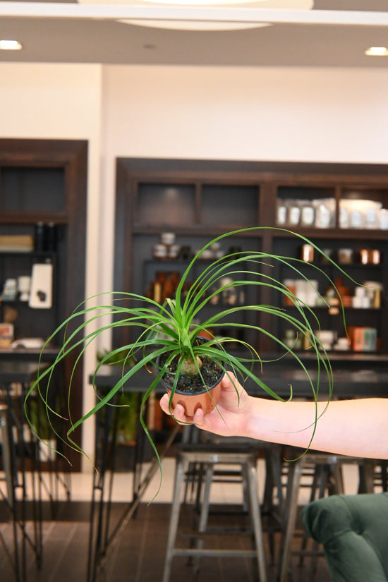 Ponytail Palm