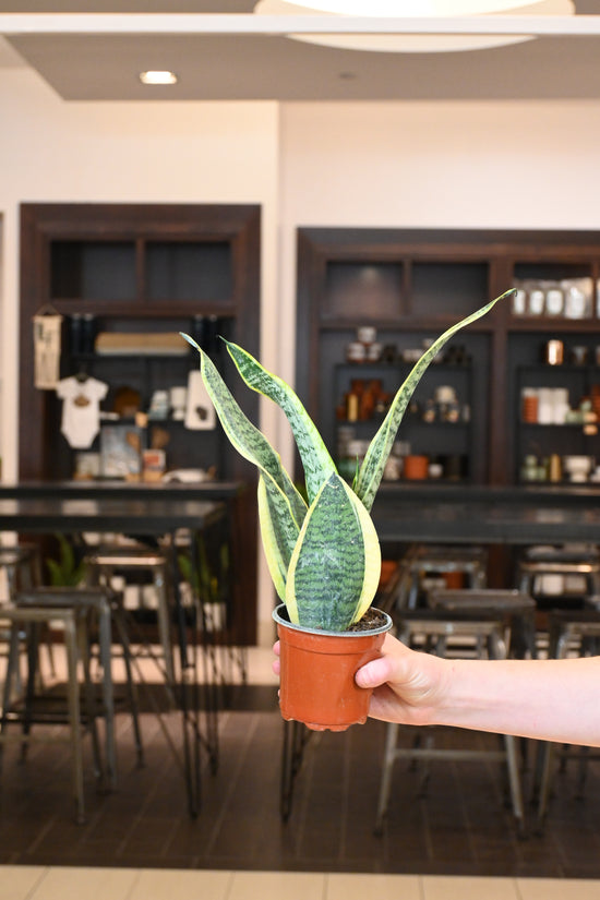 Sansevieria Superba