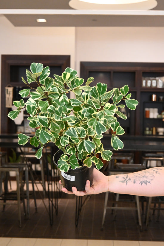 Ficus Triangularis Variegated