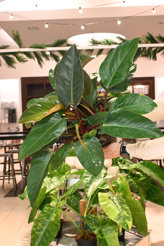 Philodendron Red Congo