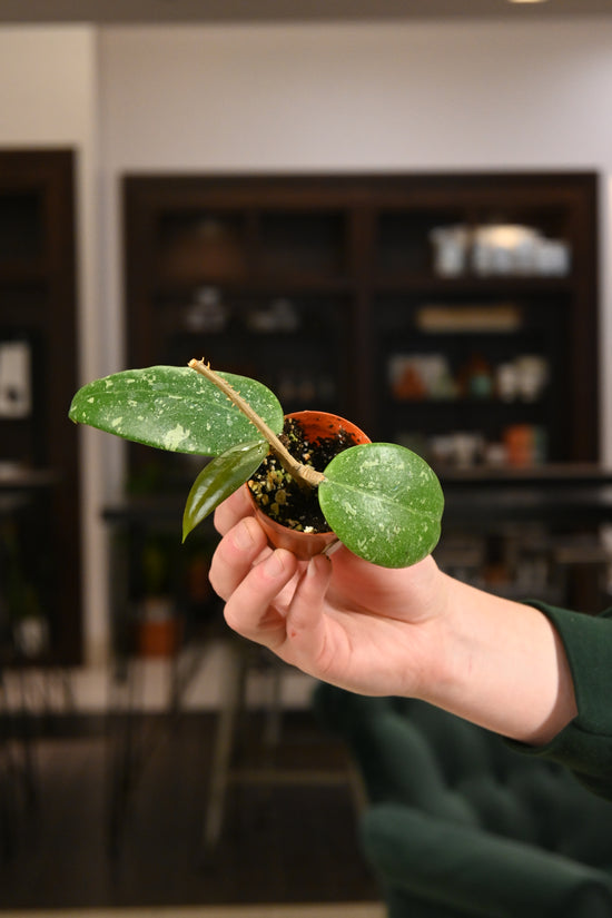 Hoya Ahool Sp. Vietnam