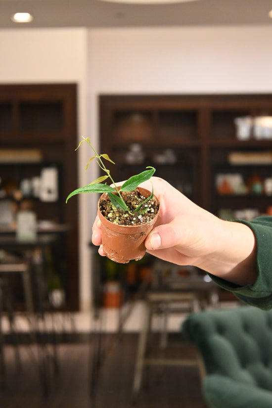 Hoya Leucantha