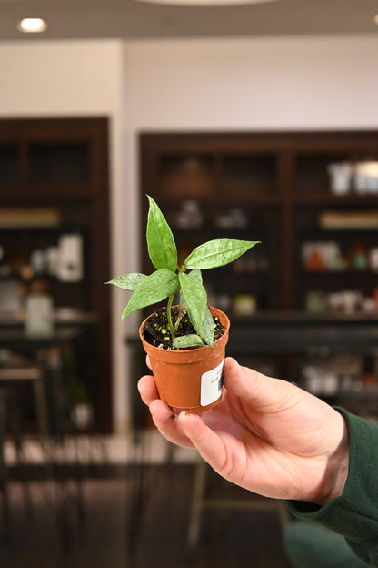 Hoya Lacunosa &