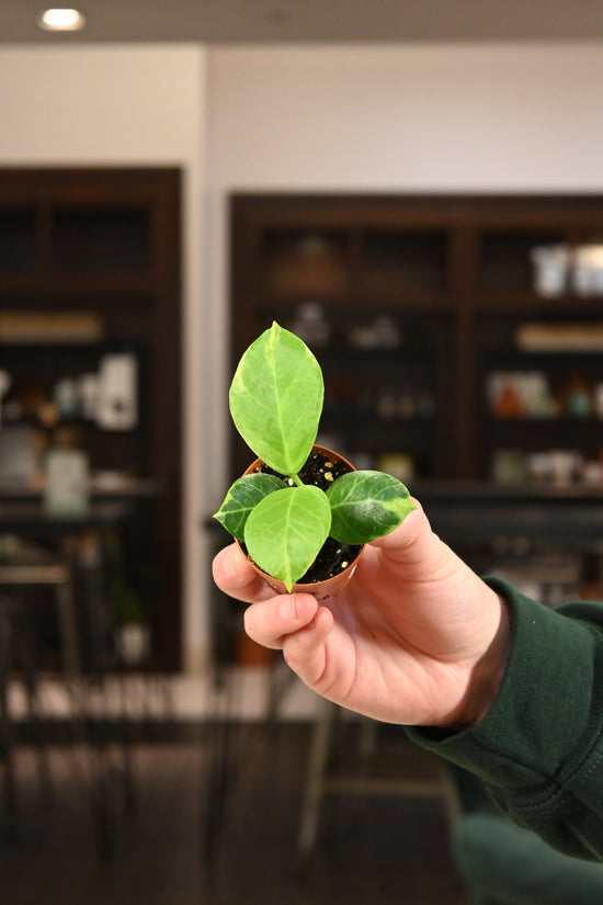 Hoya Obscura Albo