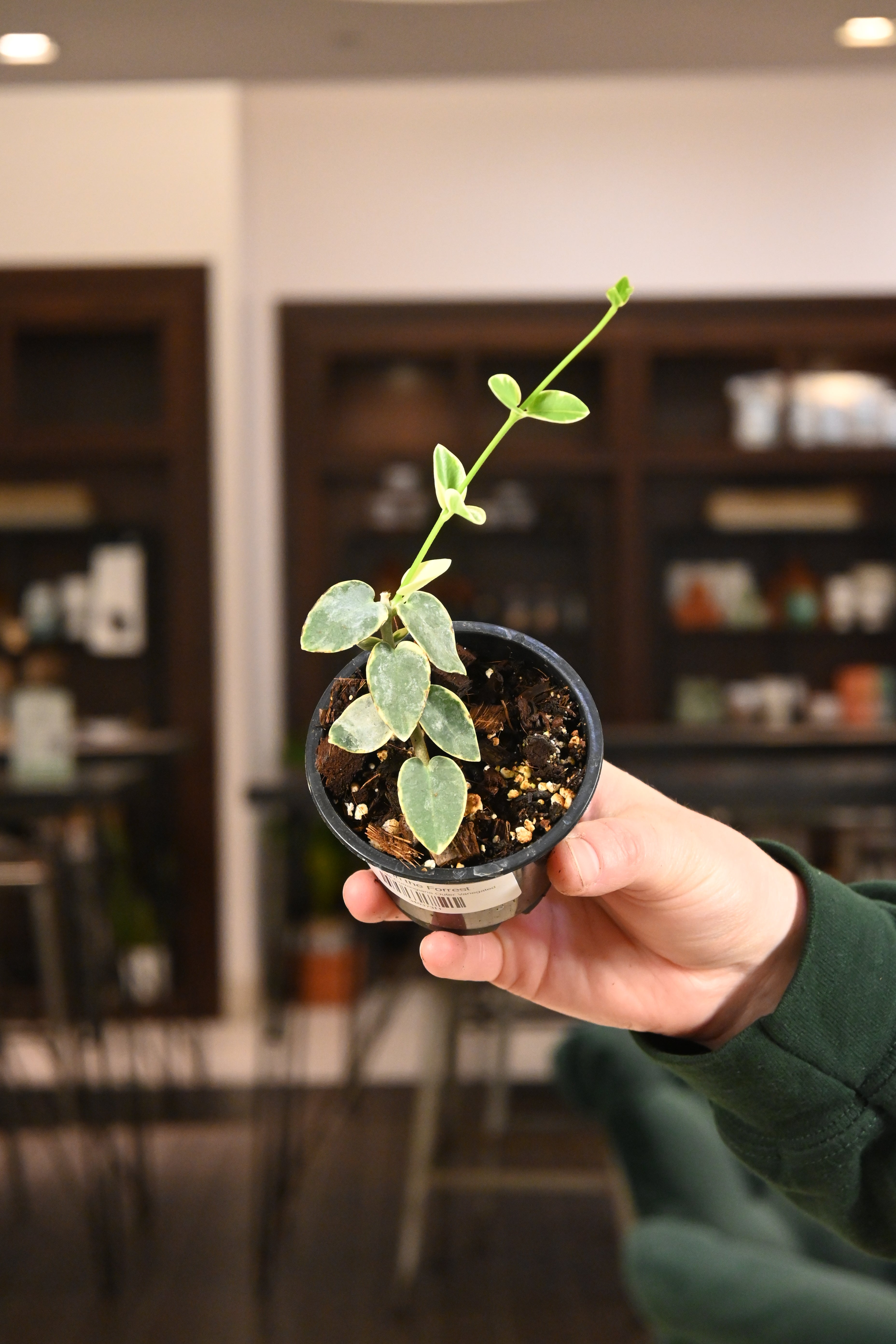 Hoya Cumingiana albomarginata (outer variegated) rooted cutting actively orders growing. Exact plant fast shipping