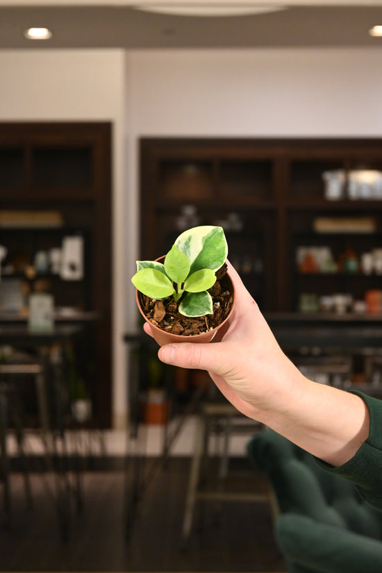 Hoya Australis Variegated