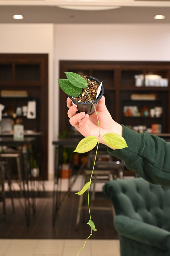 Hoya Pistolepis