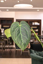 Anthurium &