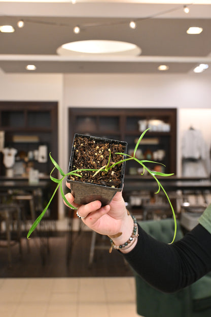 Philodendron Polypodioides