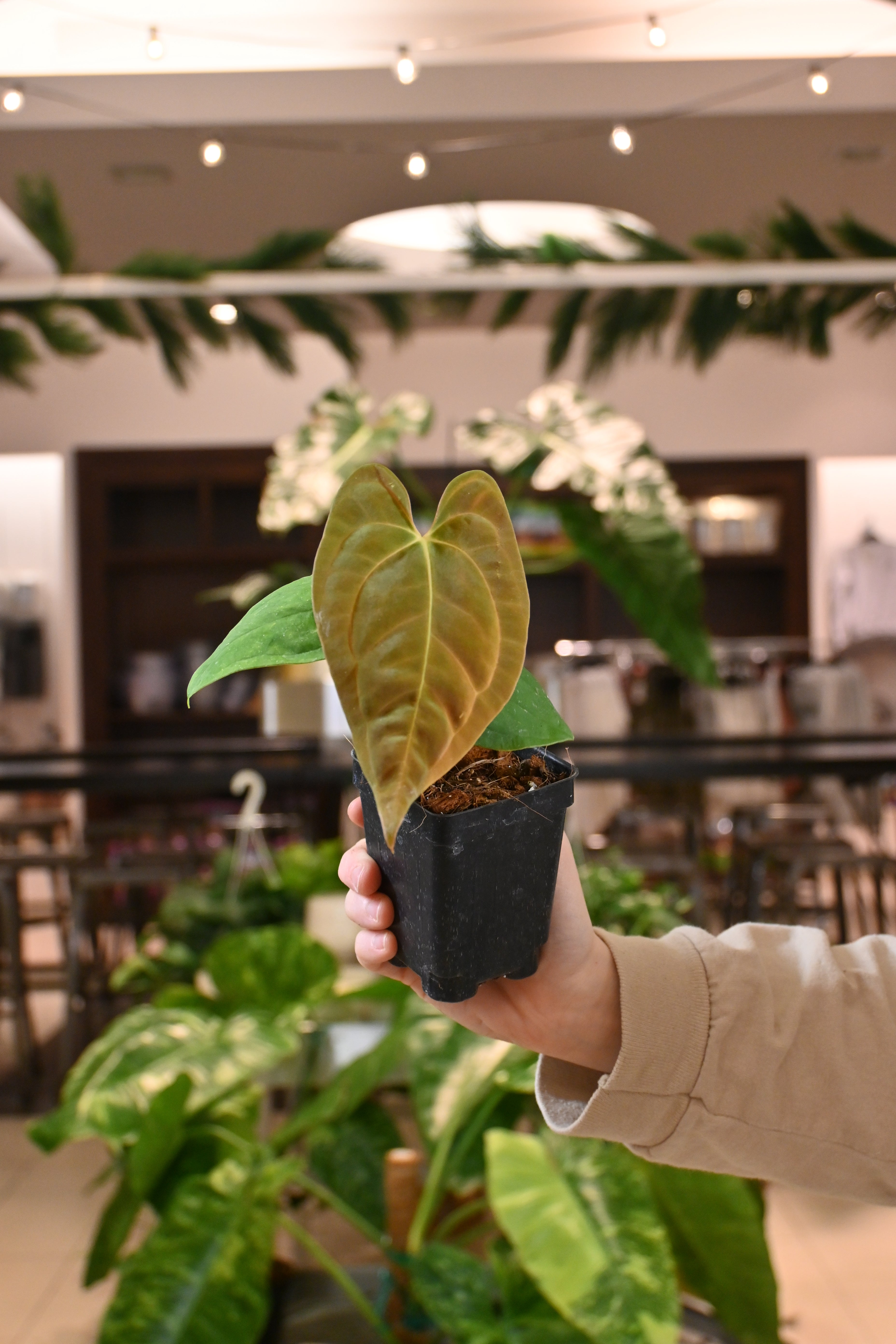 Anthurium Papillilaminum 