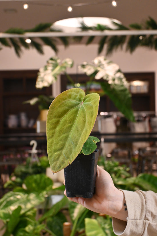 Anthurium Forgetii x BVEP